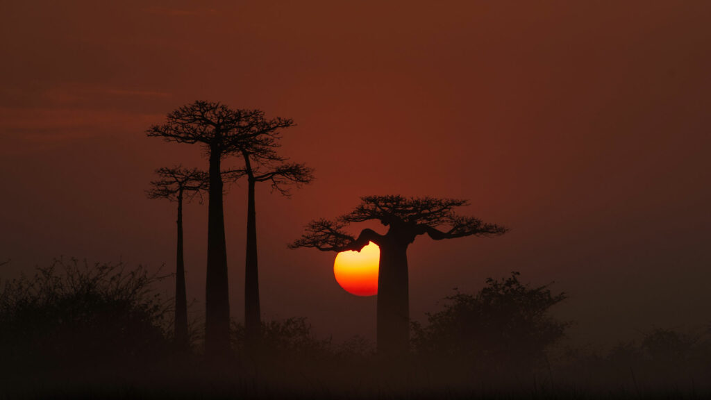 baobab