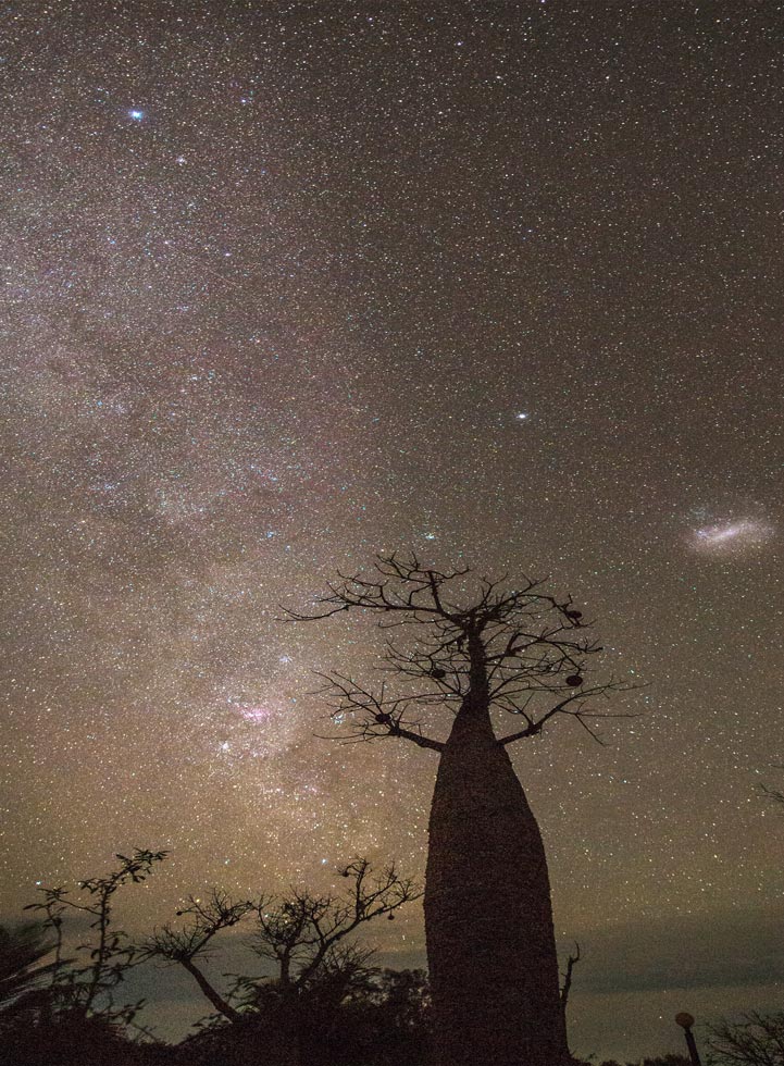 baobab- la nuit